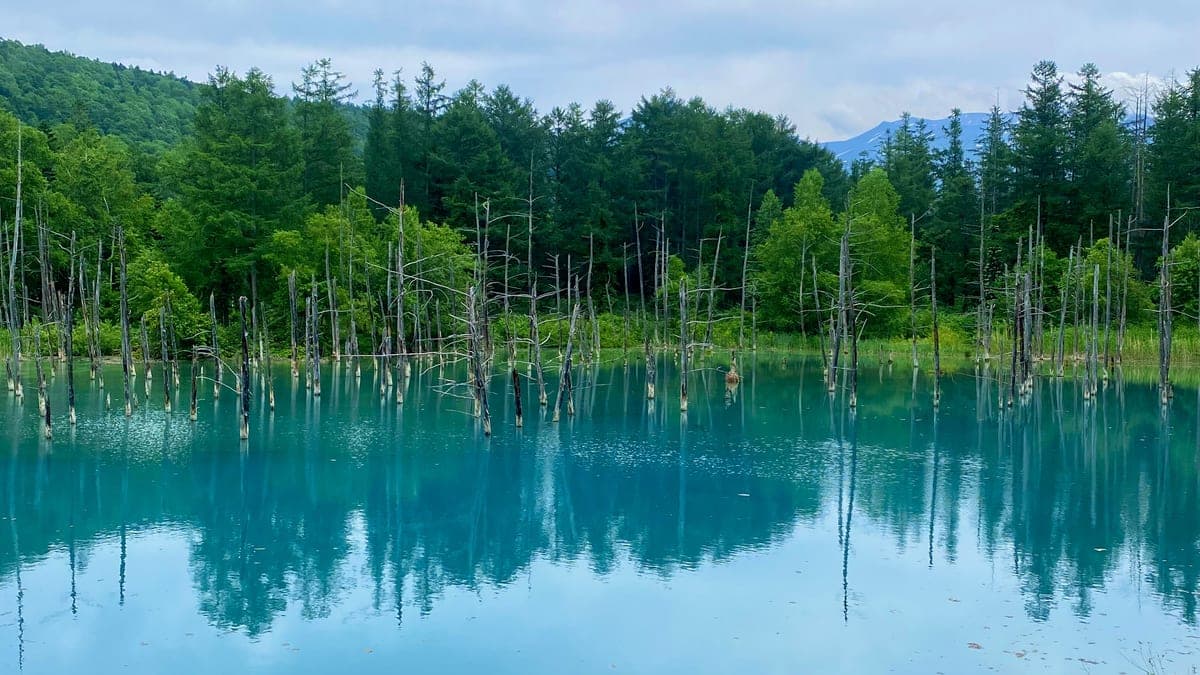 北海道・美瑛の青い池の水辺