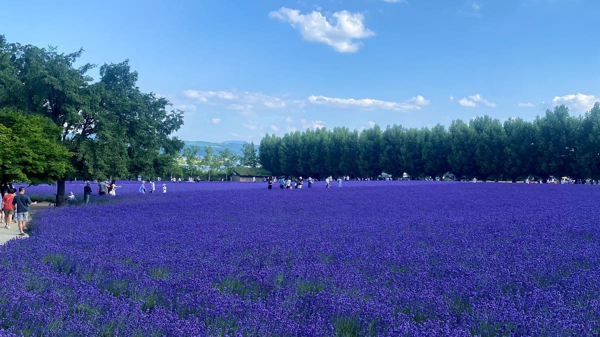 富良野のラベンダー畑