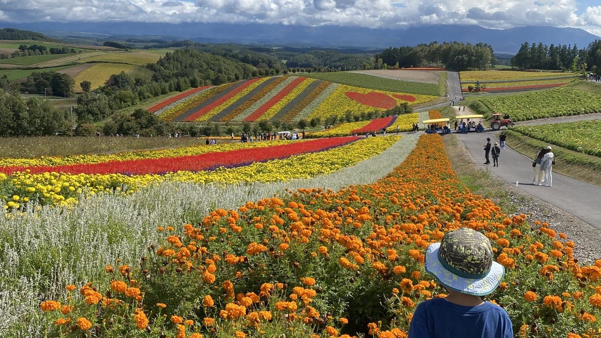 富良野の丘とぶどう畑の風景